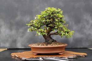 chinese elm bonsai