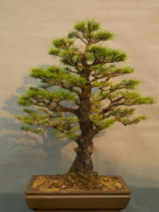 casuarina bonsai