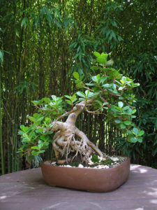 ficus long island bonsai