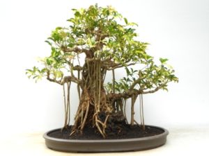 schefflera bonsai