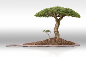 brazilian raintree bonsai