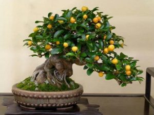 lemon bonsai