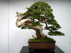 -chinese-juniper-bonsai-tree