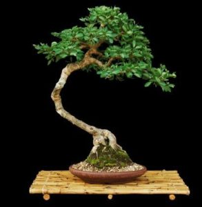 jungle jalebi bonsai