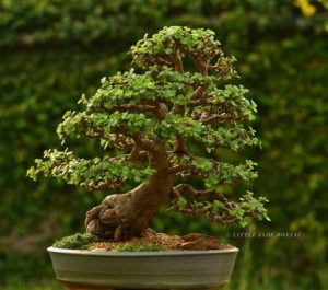 jade bonsai