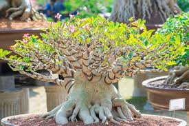 adenium bonsai