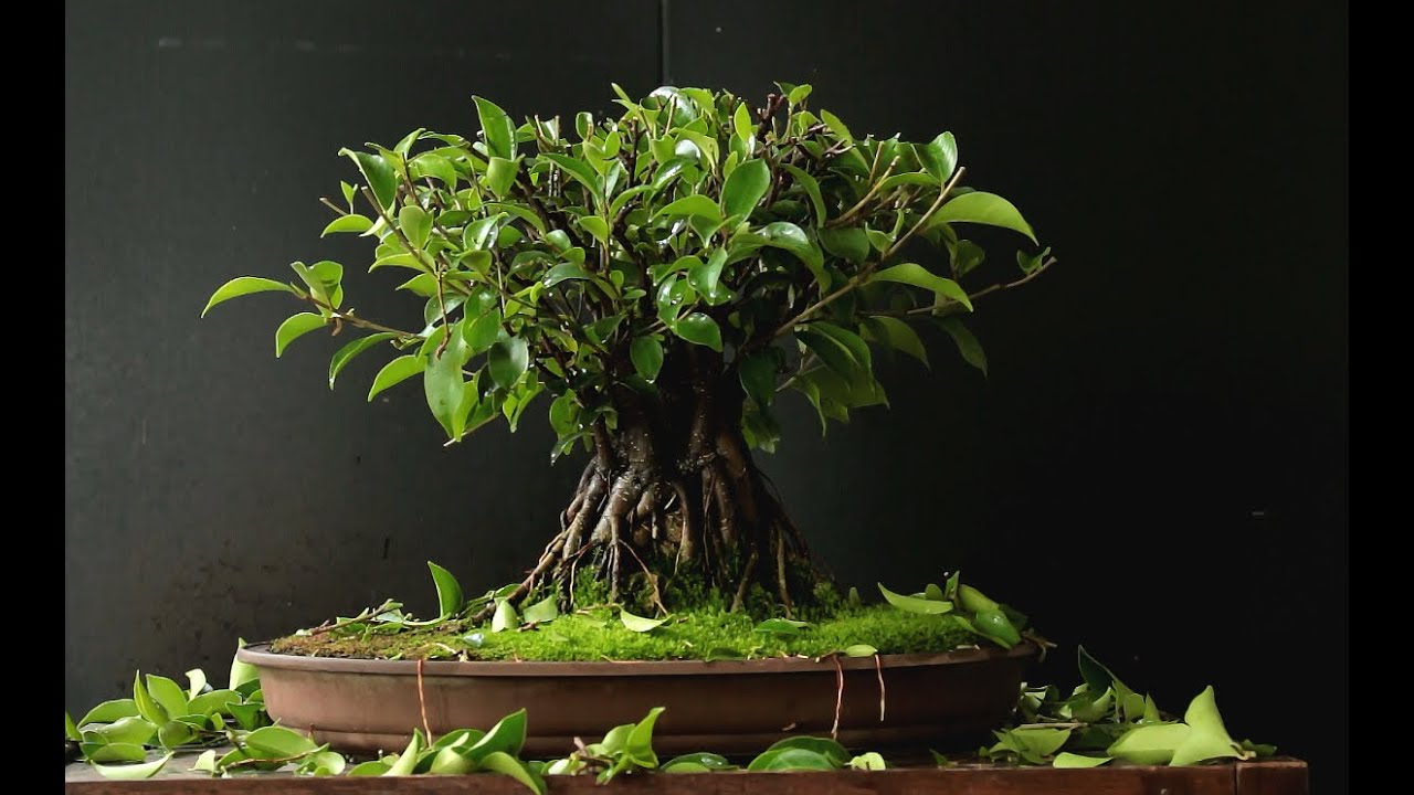 ficus microcarpa bonsai