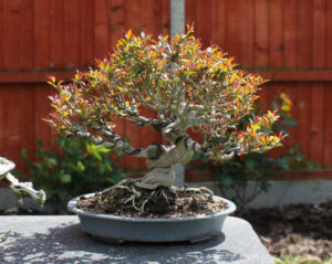 pomegranate bonsai