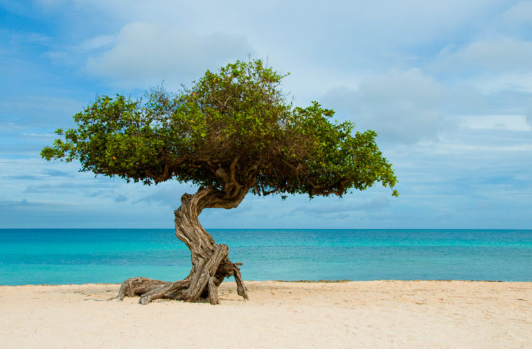 Bonsai Tree for India - Native Sant