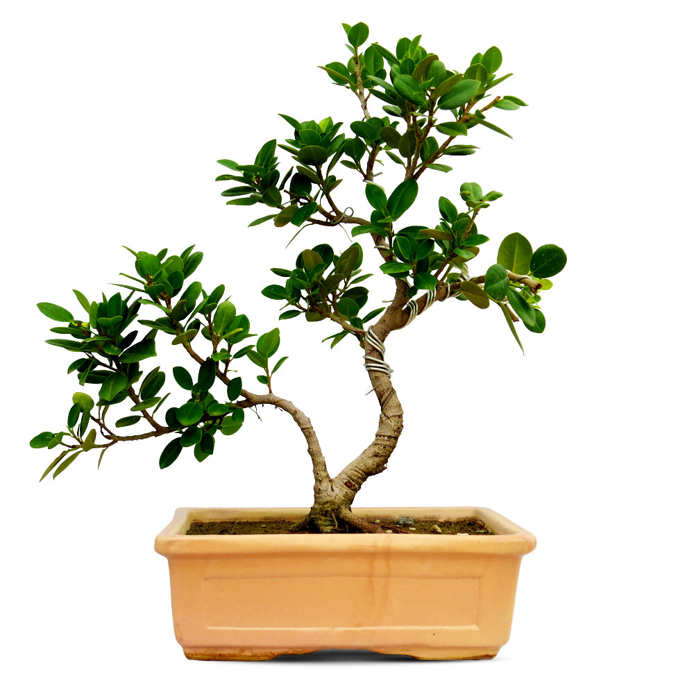 Ficus Bonsai3 Years Old Native Sant