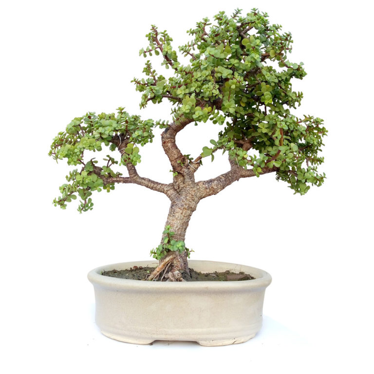 Twin Trunk Ficus Bonsai-8 Years Old - Native Sant