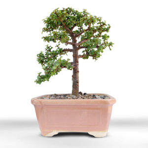 jade bonsai