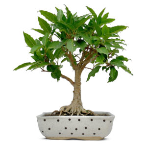 pilkhan bonsai