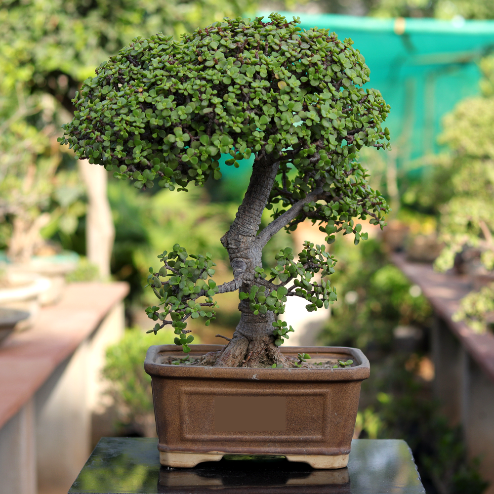 Jade Bonsai Broom Style 12+-Years-Old - Native Sant